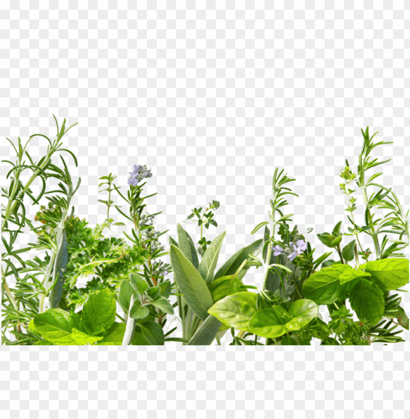 herb, grass, weed, pasture,medicinal plant, quassia, herb