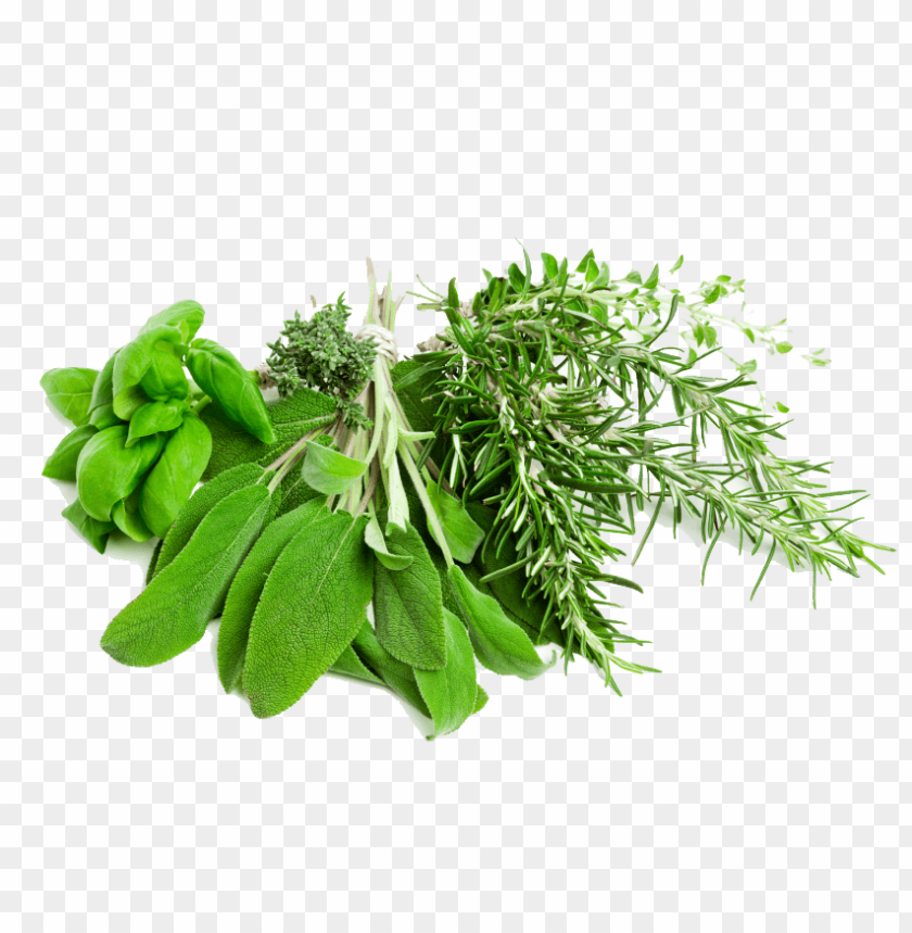 herb, grass, weed, pasture,medicinal plant, quassia, herb