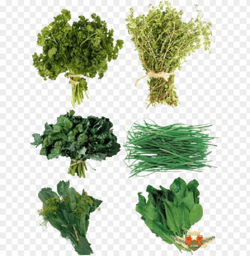 herb, grass, weed, pasture,medicinal plant, quassia, herb