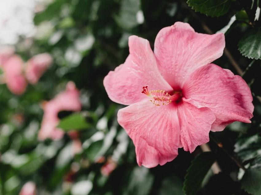 hibiscus, china rose, flower, pink