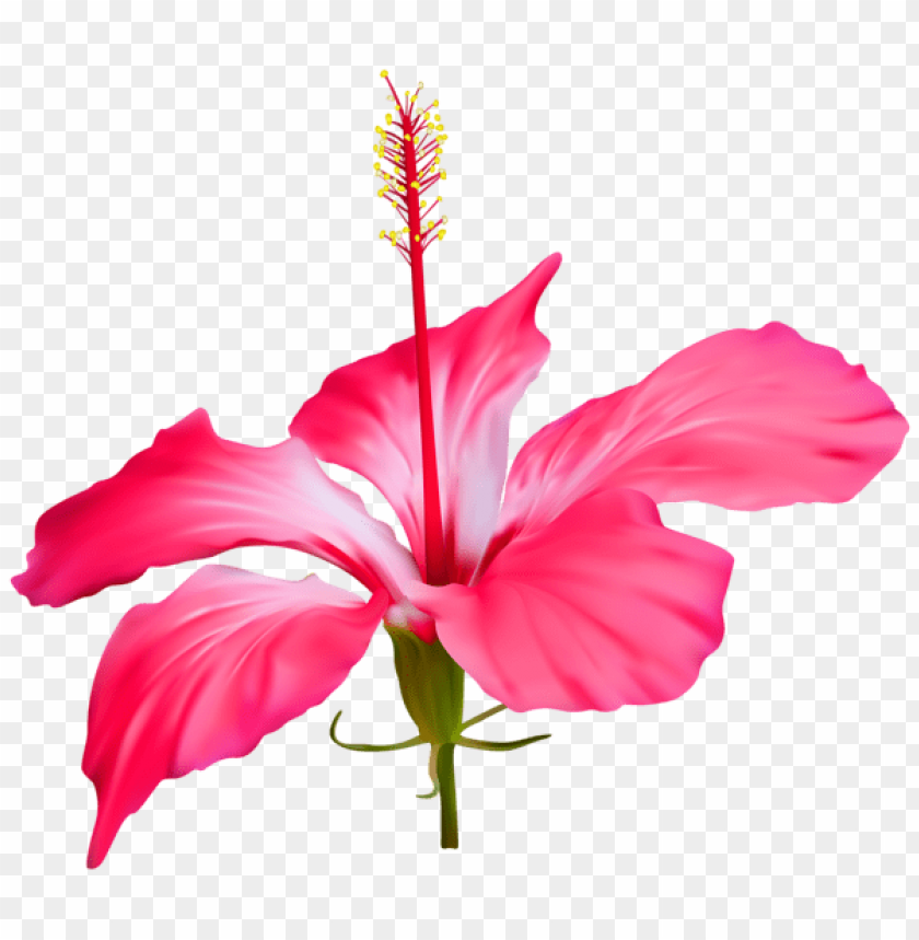 hibiscus flower