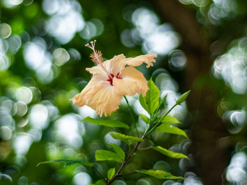 hibiscus, flower, bloom, plant, blur, bokeh