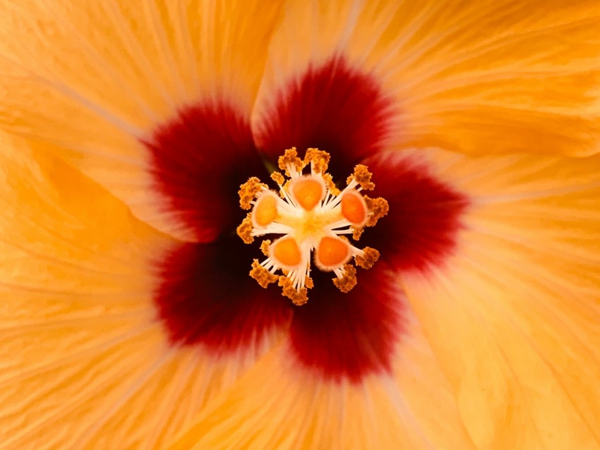 Hibiscus Flower Yellow Macro Closeup Background