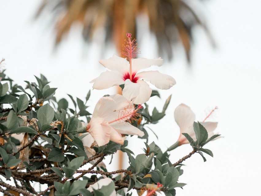 hibiscus, flowers, branch, bloom, flower