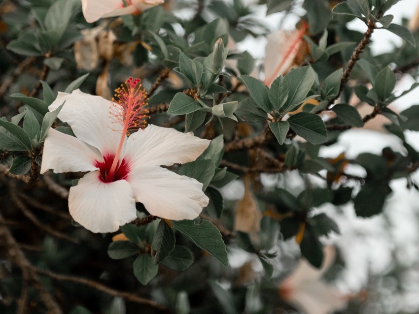 hibiscus, flowers, pink, branch, bloom