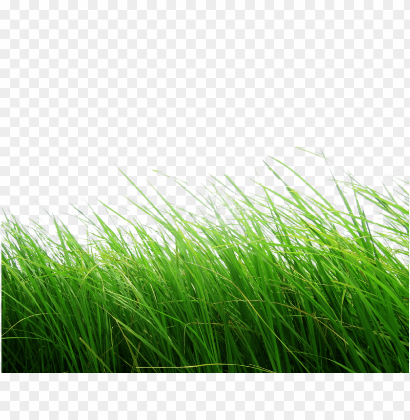 
nature
, 
grass
, 
green
, 
landscape
, 
outside
, 
high grass
