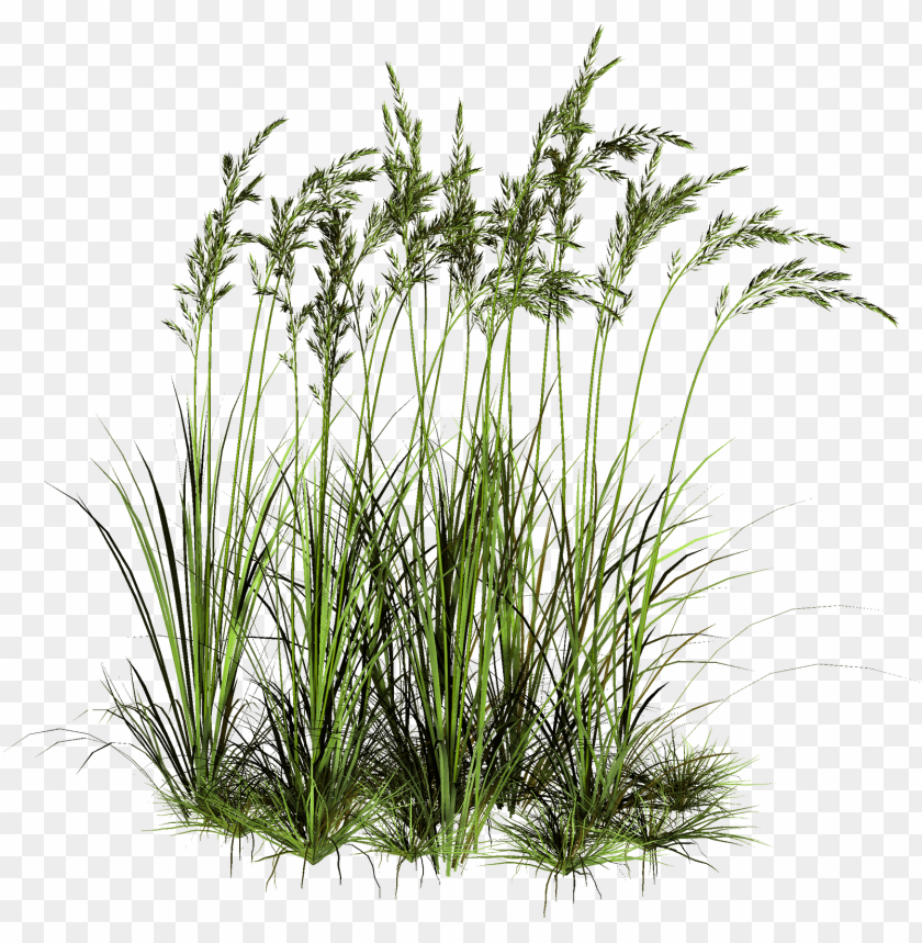 tall grass, green grass, grass hill, ornamental grass, grass vector, grass border