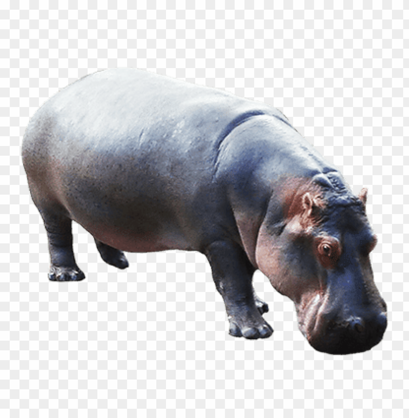 animals, hippopotamus, hippopotamus down, 