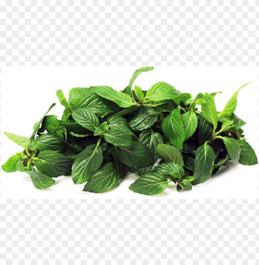 hoja de menta