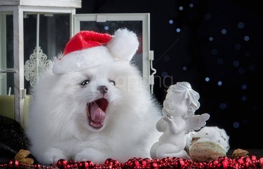 puppy, Christmas decorations, winter, adorable pets, festive accessories, white dog, holiday spirit