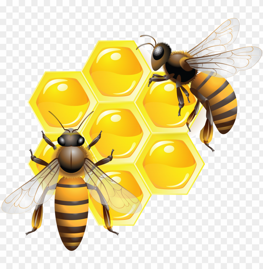 honey, food, honey food, honey food png file, honey food png hd, honey food png, honey food transparent png