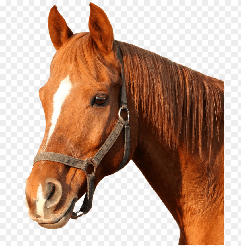 
animals
, 
horse
