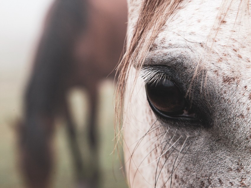 horse, eye, hair