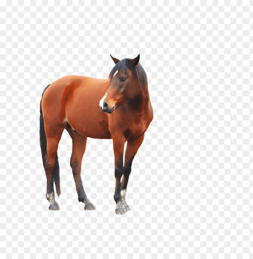 horse png, png,horse