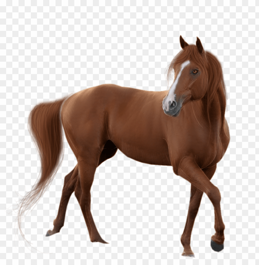 horse png, png,horse