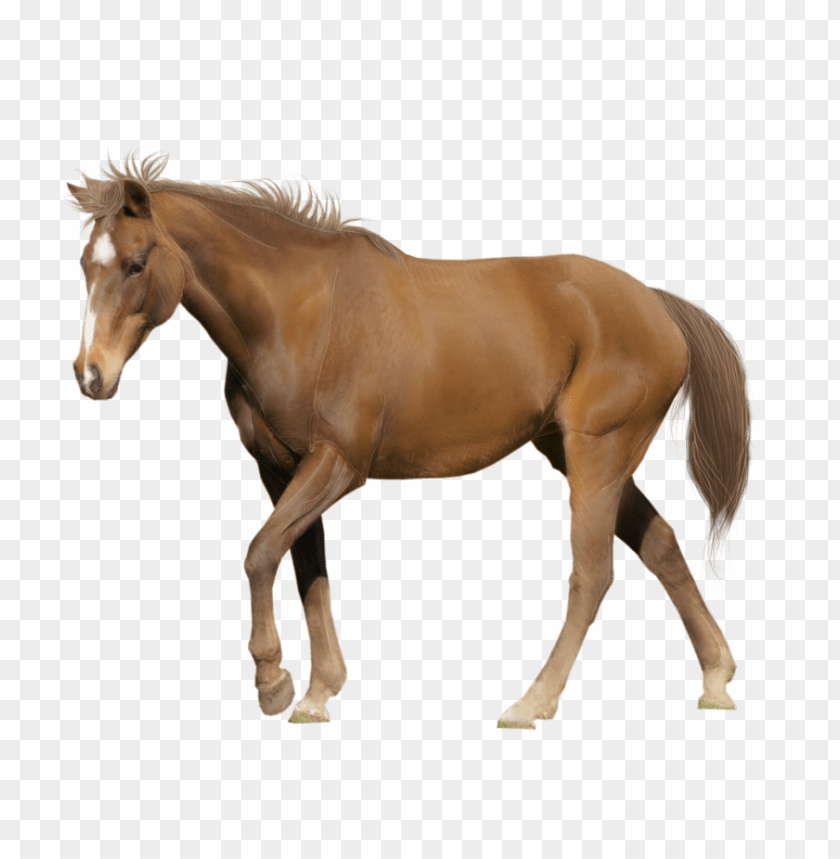 horse png, png,horse