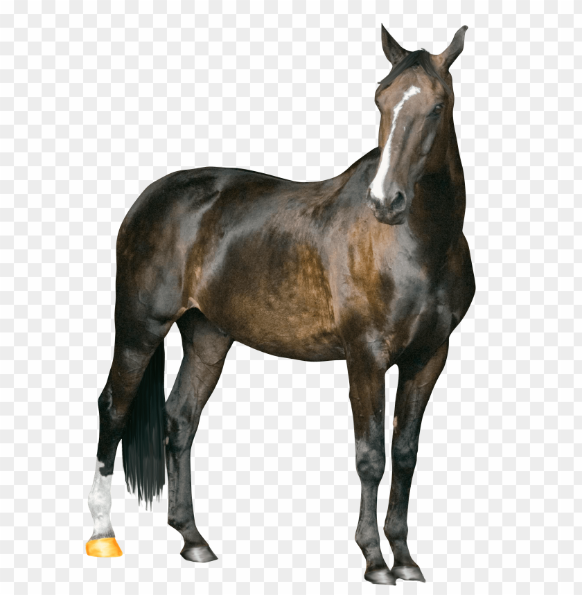 horse png, png,horse