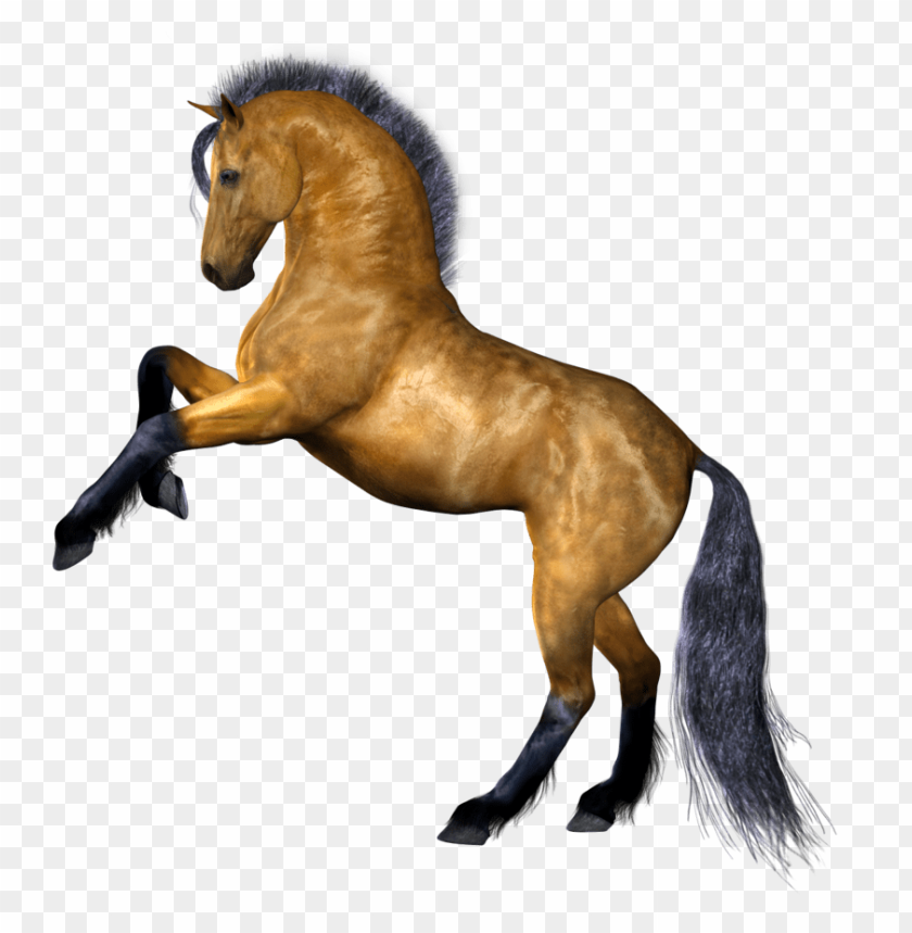 horse png, png,horse