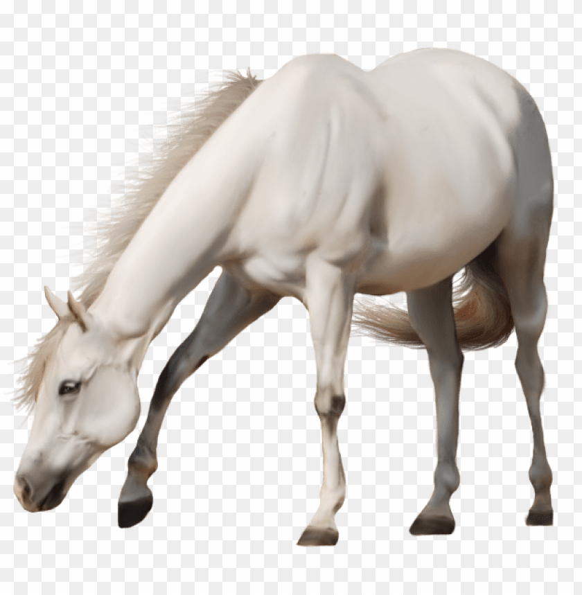 horse png, png,horse