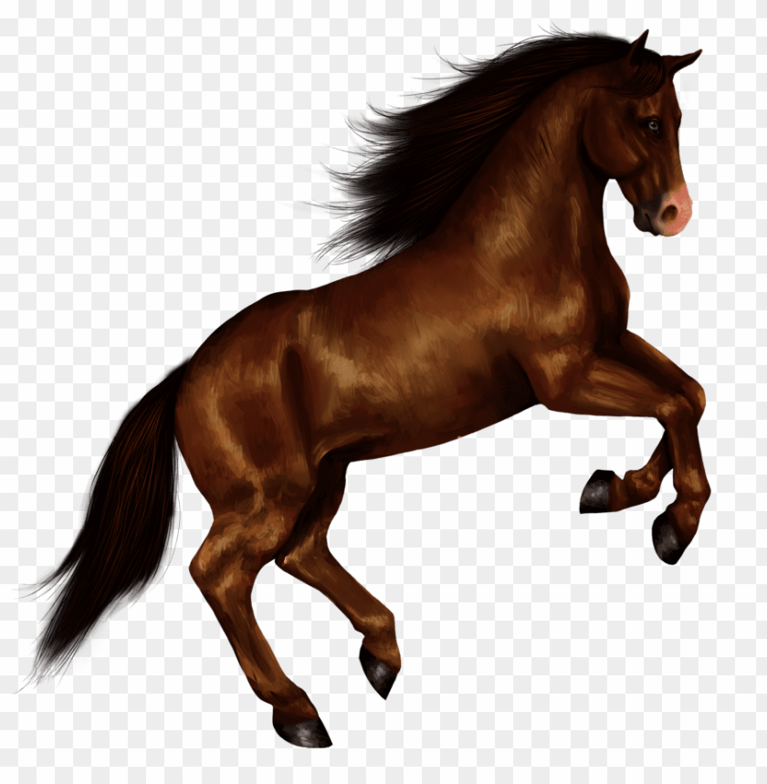 horse png, png,horse