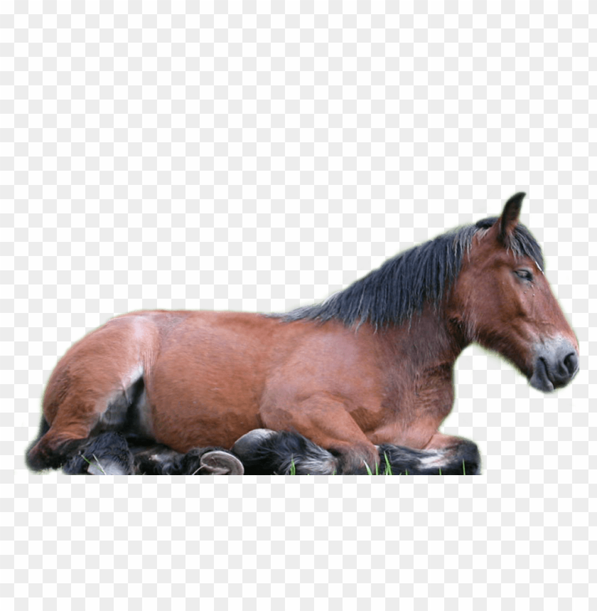 horse png, png,horse