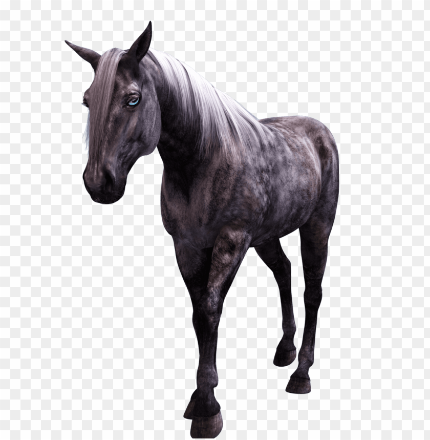 horse png, png,horse