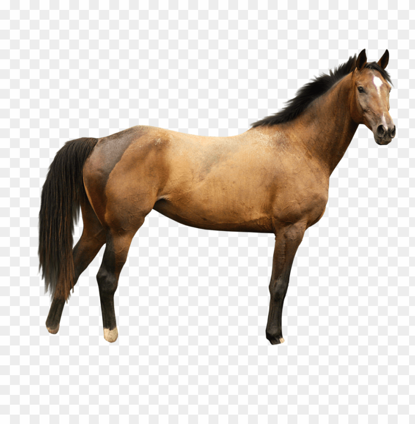 horse png, png,horse