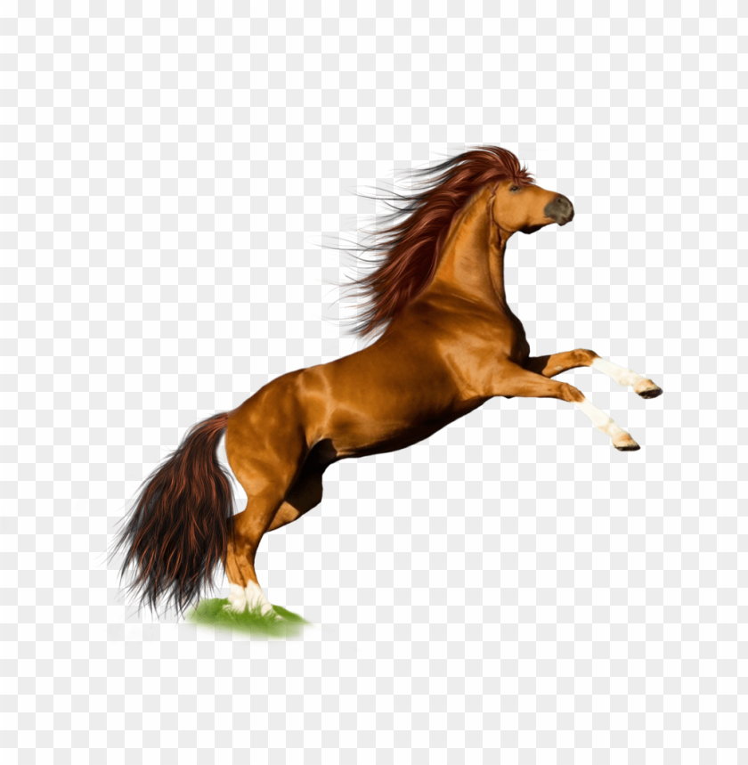 horse png, png,horse