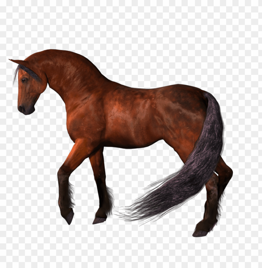 horse png, png,horse