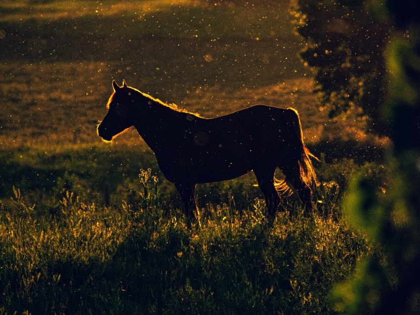 horse, sunset, silhouette, dark, meadow, nature