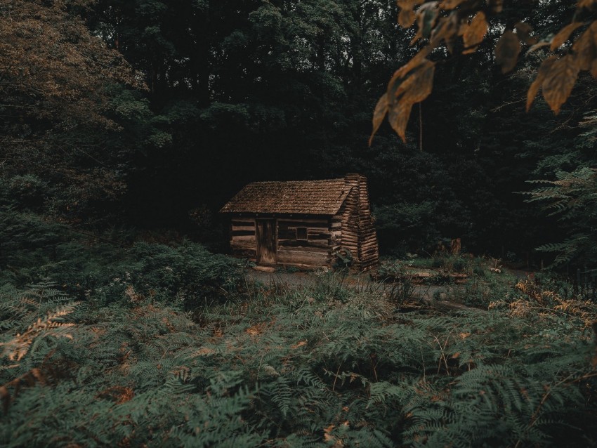 House Hut Forest Trees Fern Background