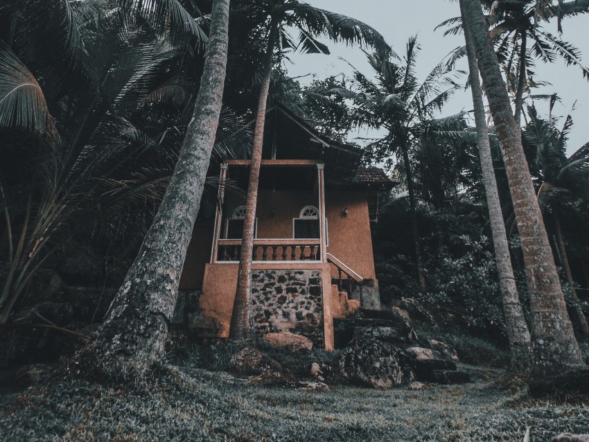 house, palm trees, tropics, nature