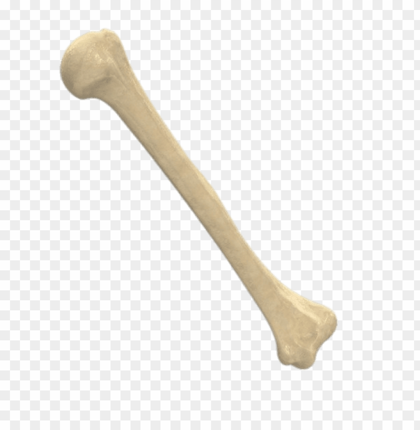 people, bones of the body, humerus, 