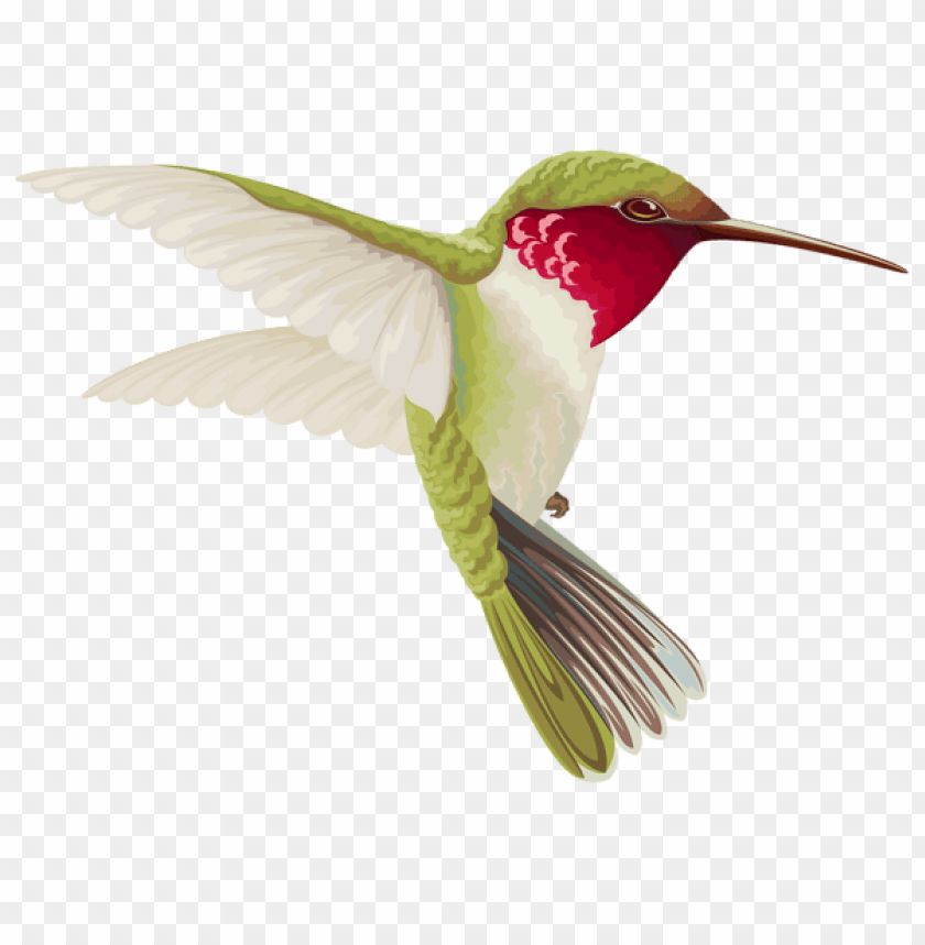 birds png ,bird