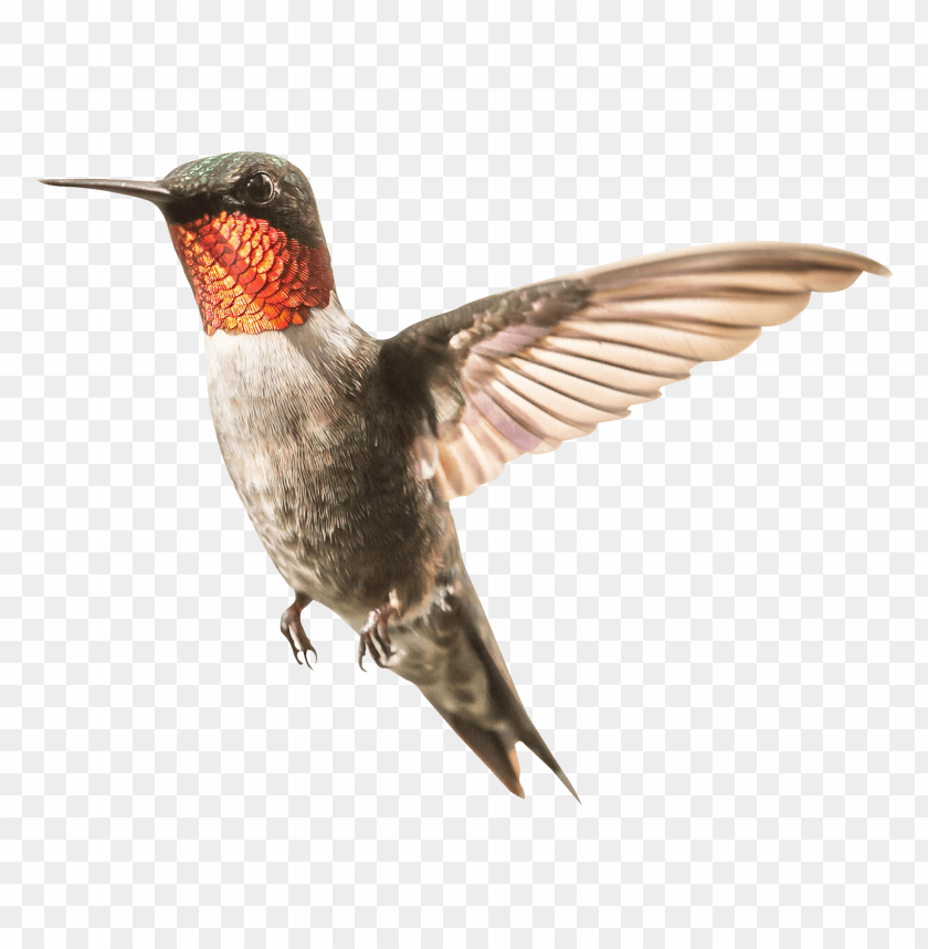 Hummingbird PNG, bird, colorful, wings flapping