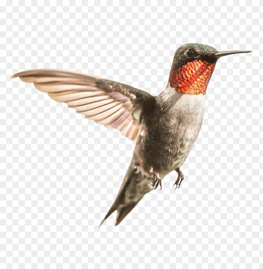 hummingbird,animals