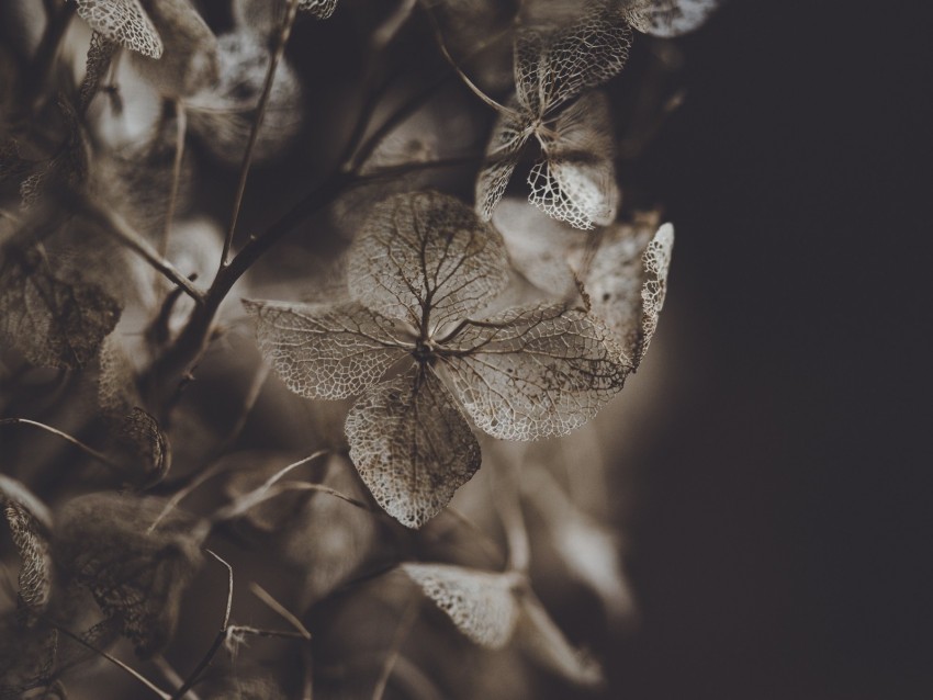 hydrangea, flower, dry, macro, petals