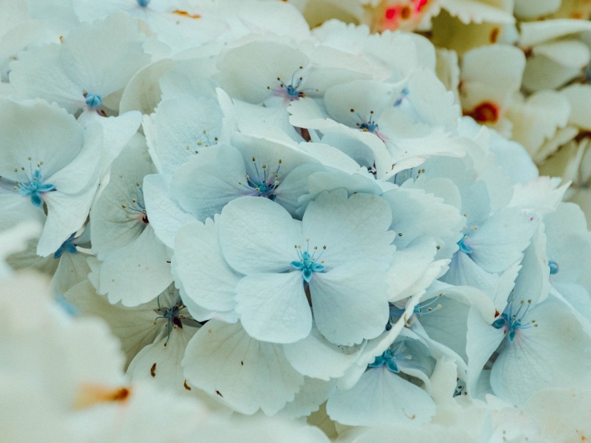 Hydrangea Flowers Inflorescence Blue Flowering Background