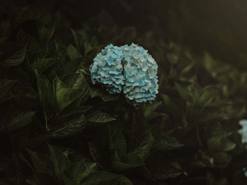 hydrangea, flowers, inflorescences, blue, bush, plant