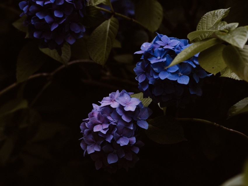 hydrangea, flowers, inflorescences, blue, flowering