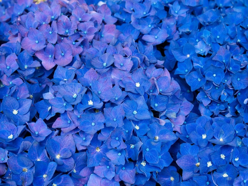 Hydrangea Inflorescences Blue Flowers Background