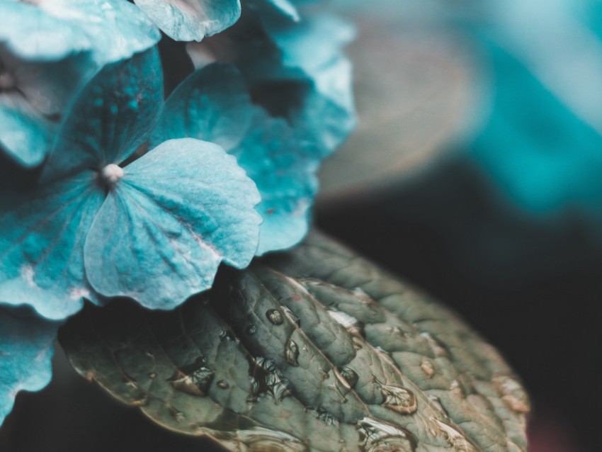 Hydrangea Inflorescences Drops Moisture Leaves Background