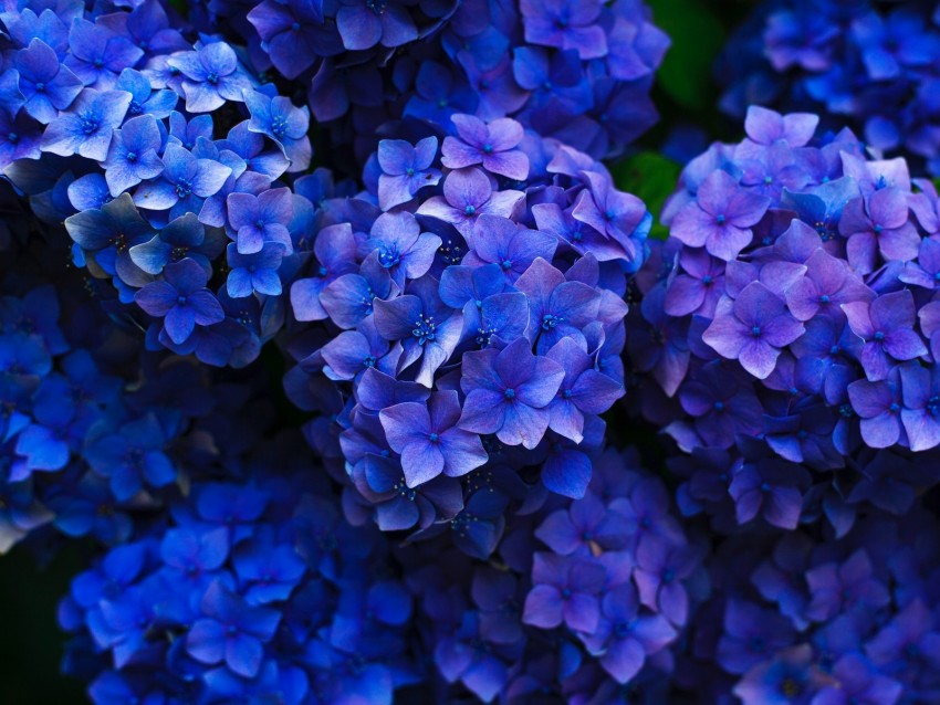 Hydrangea Inflorescences Flowering Flowerbed Garden Background