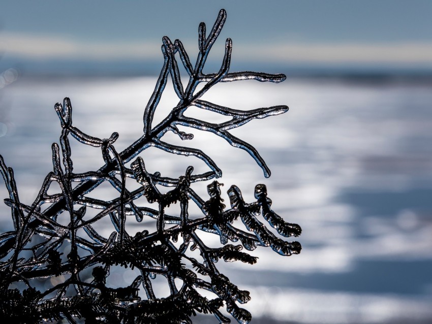 ice, branch, winter