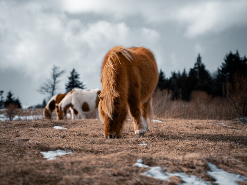 icelandic horse, horse, pony, fluffy, animal