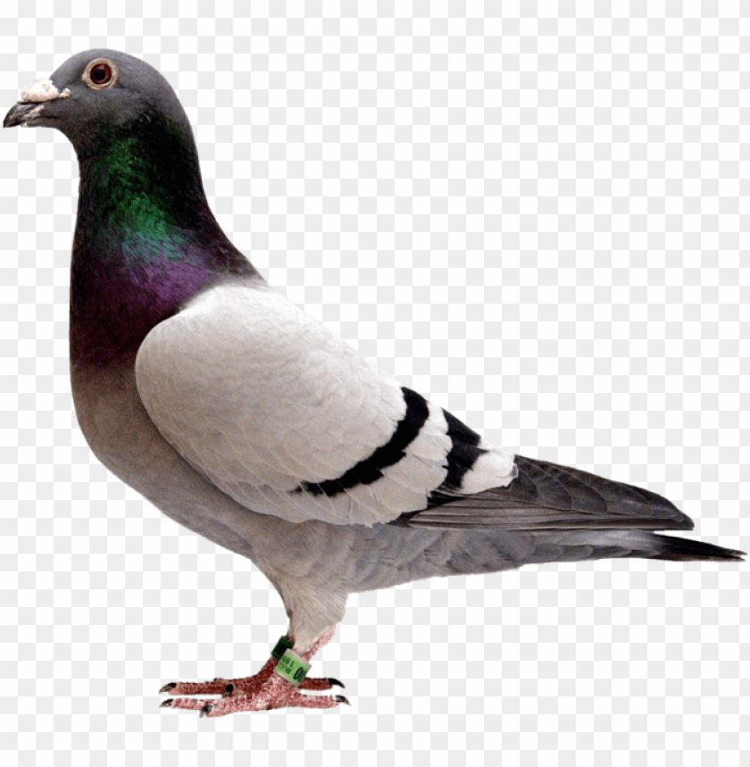 Igeon - Pigeon With PNG Transparent Background