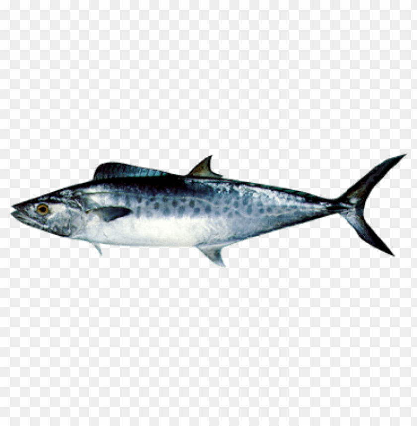 ikan png, ikan,png