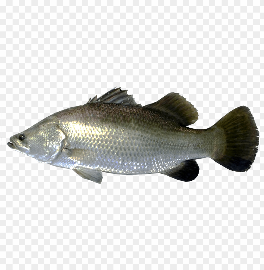 ikan png, ikan,png