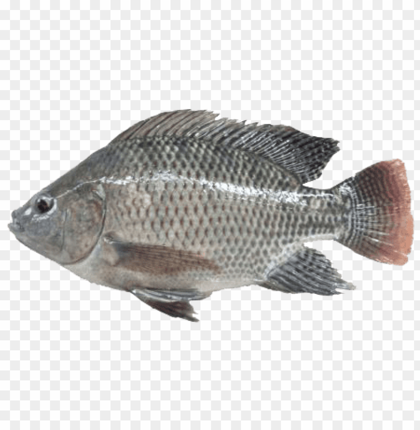 ikan png, ikan,png