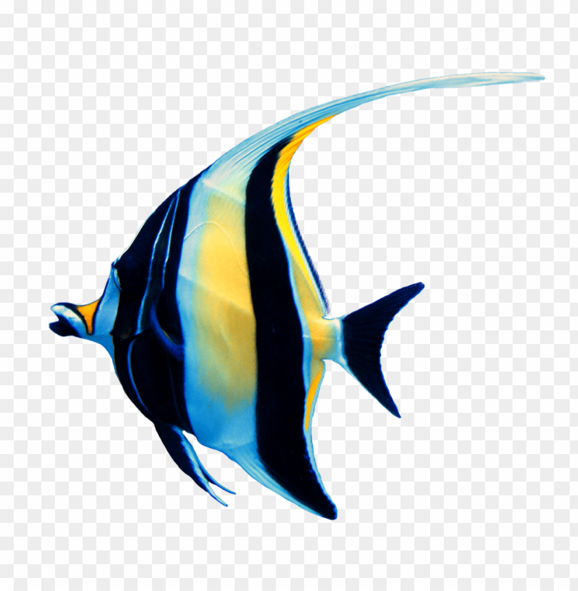 ikan png, ikan,png